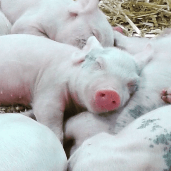 Michigan state fair piglets