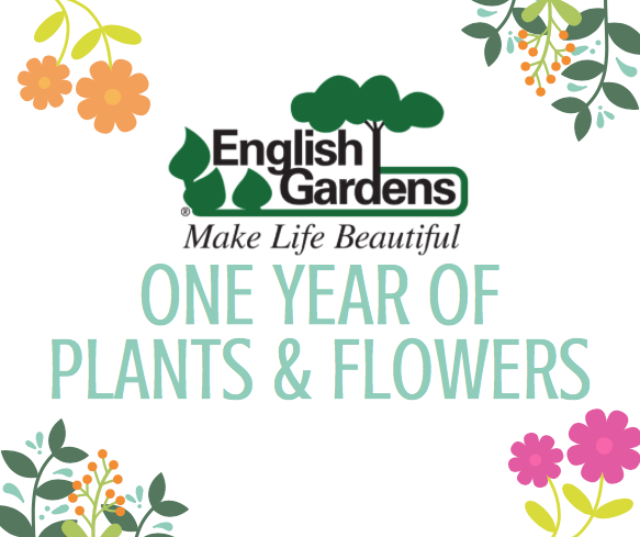 English Gardens 35 For One Year Of Plants Flowers Bargains